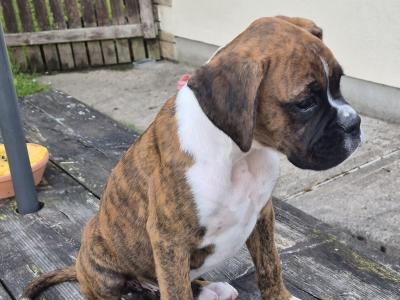 Beautiful Boxer Puppies in Tipperary