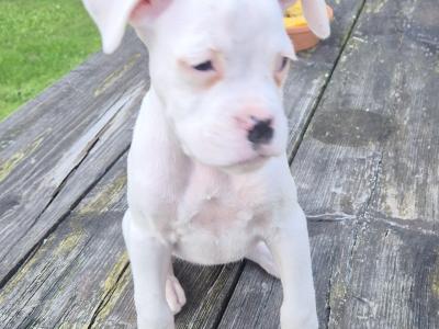 Beautiful Boxer Puppies in Tipperary
