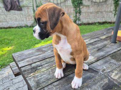 Beautiful Boxer Puppies in Tipperary