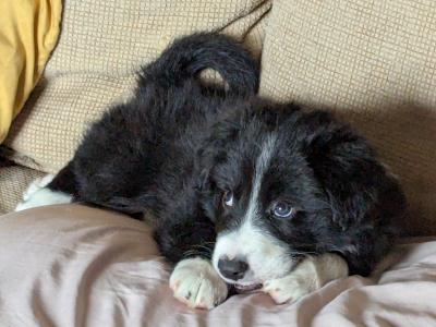 Border Collie male