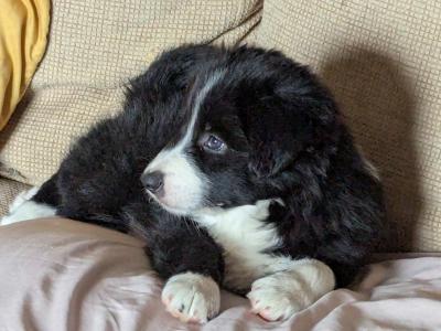 Border Collie male