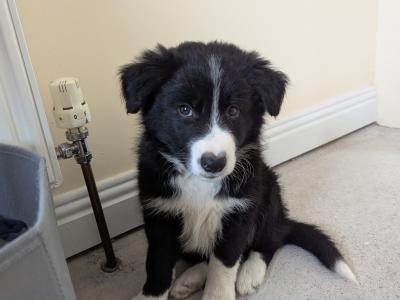 Border Collie male