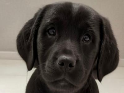 Purebred Labrador puppies in Tipperary