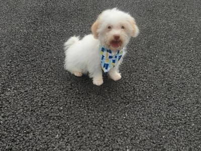 Gorgeous Cavachon/Bichon puppy  🐶