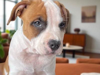 Male American Staffordshire Terrier