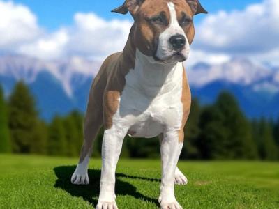 Male American Staffordshire Terrier