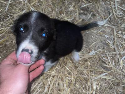 4 gorgeous Collie pups