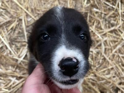 4 gorgeous Collie pups