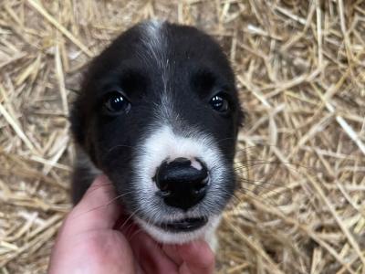 4 gorgeous Border Collie puppies in Laois