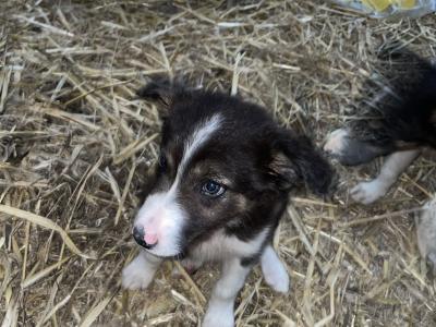 4 gorgeous Collie pups