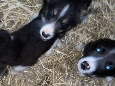 4 gorgeous Collie pups