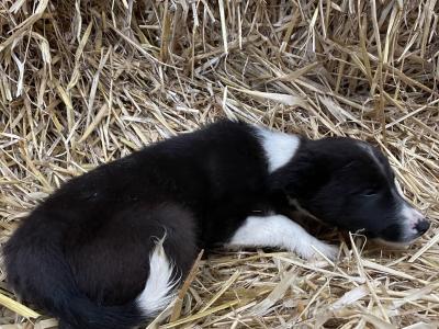 4 gorgeous Collie pups