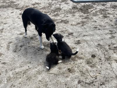 4 gorgeous Collie pups