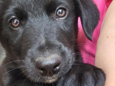 Border Collie x Shepherd puppies in Kerry *1 Male *1 Female left
