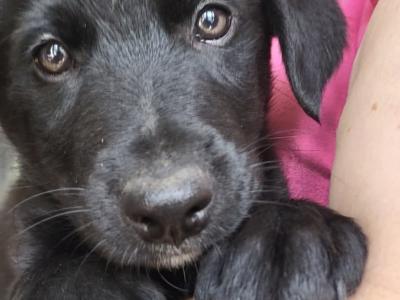 Border Collie x Shepherd puppies for sale in Kerry