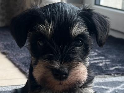 Champion bloodline female Schnauzer