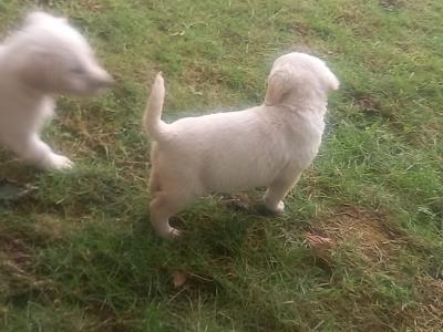 Golden Labradoodles in Waterford
