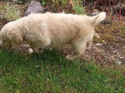 Golden Labradoodles in Waterford