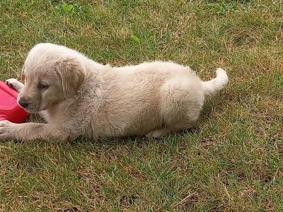 Golden Labradoodles in Waterford