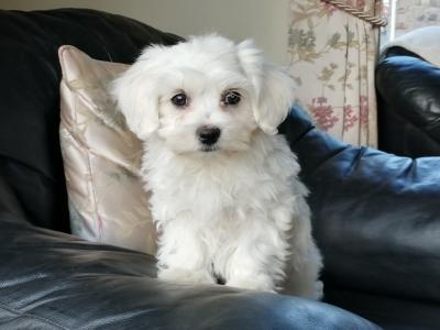 Maltese Pure Bred pups