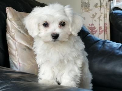 Purebred Maltese puppies in Laois