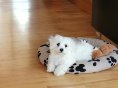 Maltese Pure Bred pups