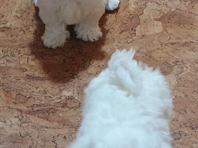 Maltese Pure Bred pups