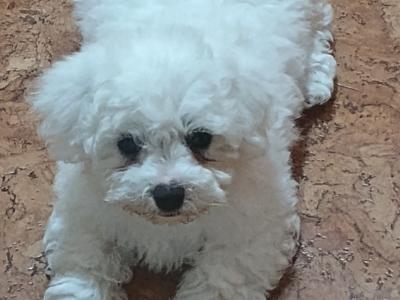 Maltese Pure Bred pups