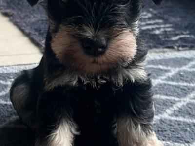 IKC Registered Champion Bred miniature Schnauzer puppies in Kilkenny