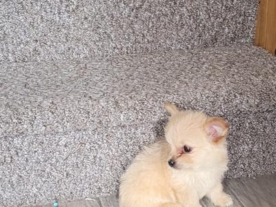 1 male Chihuahua puppy left for sale in Galway. Ready for his forever home