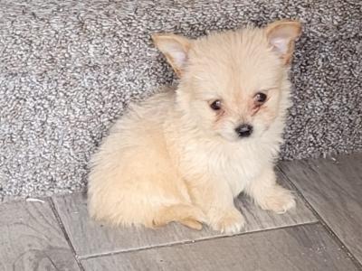 Male left Chihuahua puppy ready for there forever homes