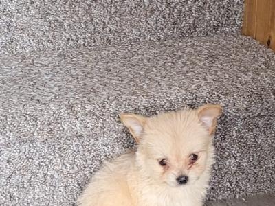 male left Chihuahua puppy  ready for There Forever Homes