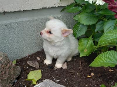 1 male Chihuahua puppy left for sale in Galway. Ready for his forever home