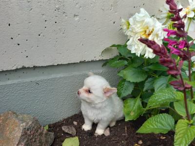 1 male Chihuahua puppy left for sale in Galway. Ready for his forever home