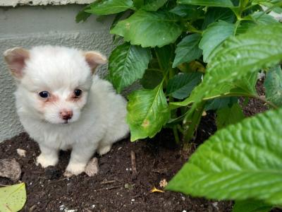 1 male Chihuahua puppy left for sale in Galway. Ready for his forever home