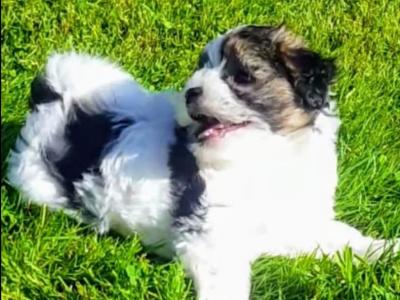 ❤️Rare Biewer Yorkshire x Maltese puppies (Malbie's) puppy available due to last min cancellation  🐕