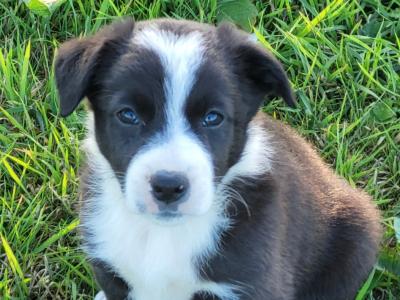Border Collie puppies in Cork