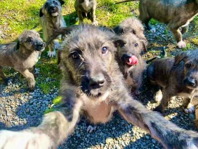 IKC Registered Purebred Irish Wolfhound puppies in Offaly