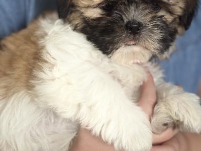 3 beautiful Shih Tzu girl puppies in Galway