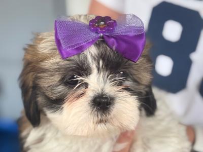 3 beautiful Shih Tzu girl puppies in Galway