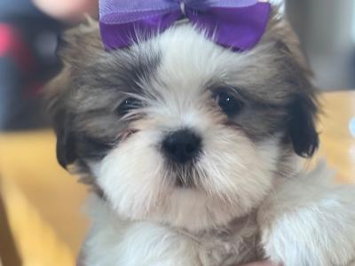 3 beautiful Shih Tzu girl puppies