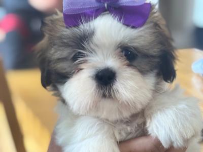 3 beautiful Shih Tzu girl puppies in Galway