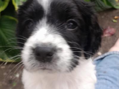 Springer Spaniel pups for sale