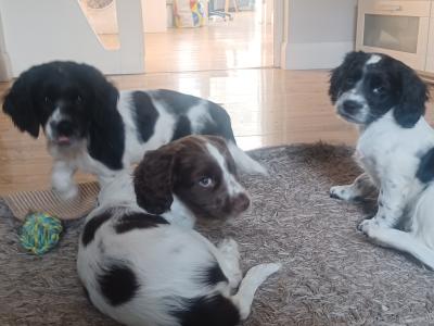 Springer Spaniel pups for sale
