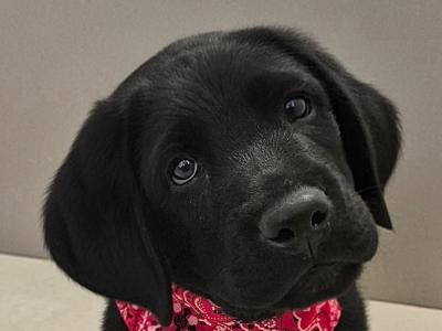 Purebred Labrador puppies in Tipperary