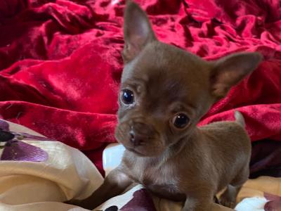Beautiful Chihuahua puppies in Mayo