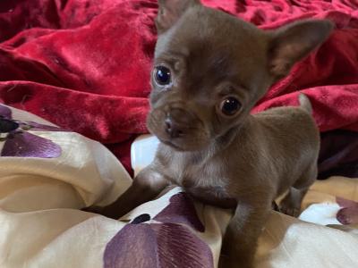 Beautiful Chihuahua babies