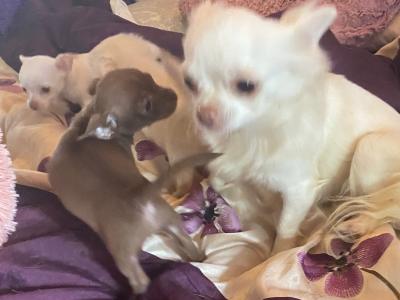 Beautiful Chihuahua puppies in Mayo