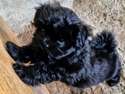 Imperial Shih Tzu puppies in Clare