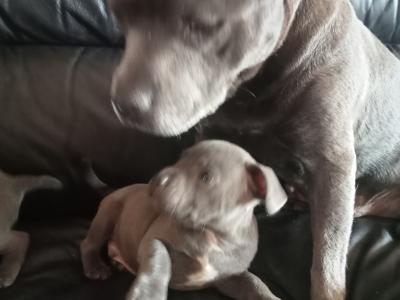 Top pedigree 🐾 Blue staffie pups 🐾